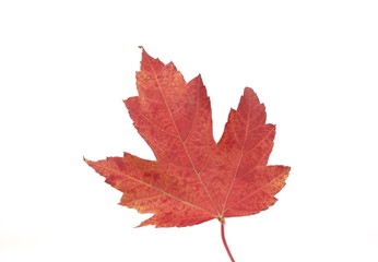 Fototapeta premium Maple Leaf