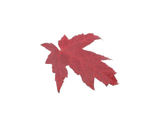 Maple Leaf