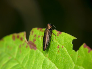 Agrilus integerrimus