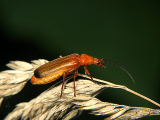 Rhagonycha fulva