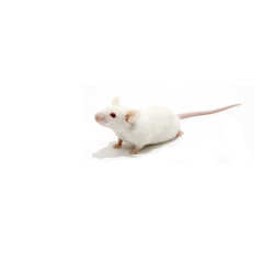 White mice isolated over white background