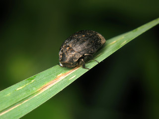 Byrrhus sp.