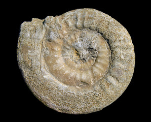 fossile © photlook