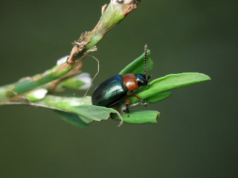 Gastrophysa polygoni