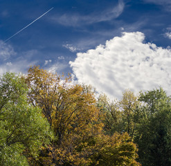 Golden Fall in the Forest, extra large