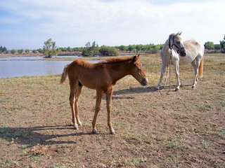 Potro en pantano 1