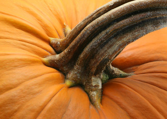 Closeup of Pumpkin Stem