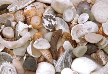 Sea shells background