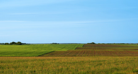 Fototapeta na wymiar Hills with seedling of the corn.