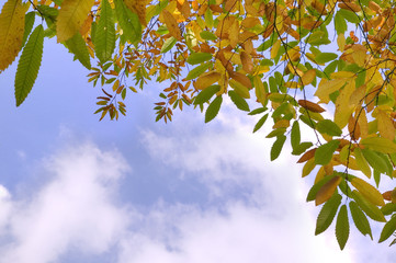 Fototapeta na wymiar Jesienne liście i niebo