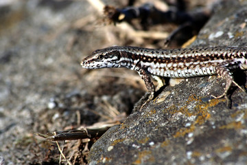 lizzard