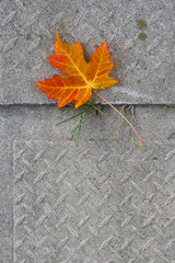 Lonely red maple leaf at fall