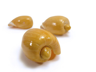 Três conchas marinhas
