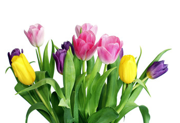 Varicoloured spring tulips