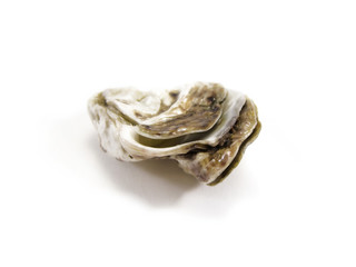 Ostra no branco