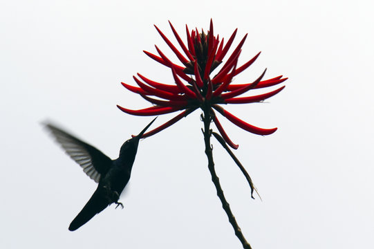 Kolibri an Erythrina speciosa schwebend