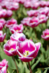 Tulips form Amsterdam