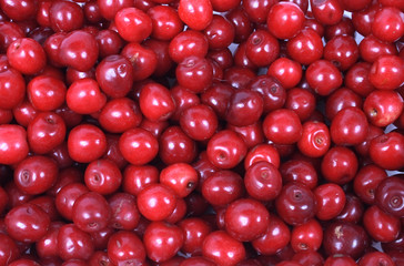 cherries background