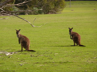 Fototapeta premium Canguri curiosi