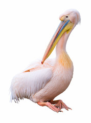 Great white pelican (Pelecanus onocrotalus)