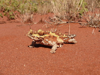 Rettile australiano detto 