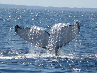 Balena
