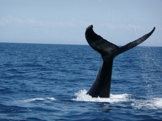 Balena
