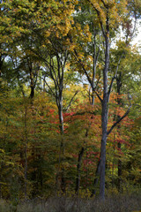 Fototapeta premium Autumn