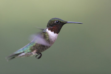 Fototapeta na wymiar Dorosły Mężczyzna Ruby-throated Hummingbird
