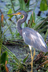 BLUE HERON