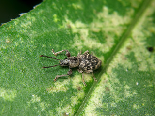 Otiorhynchus fullo