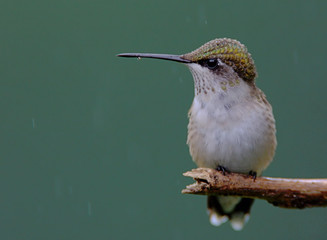 Obraz premium Hummingbird with Rain Drops