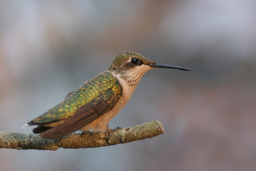 Fototapeta na wymiar Siedzący Hummingbird z kwiatów tle