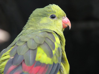 regent parrot