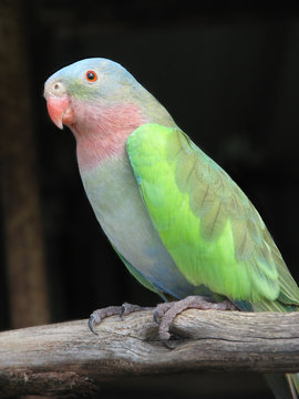 Princess Alexandra Parrot