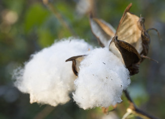 cotton