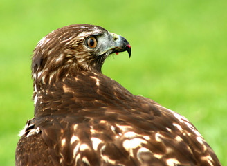 Hawk after hunting