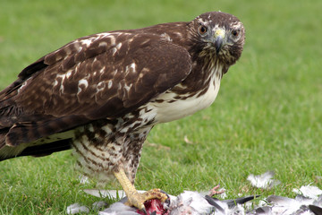 Hawk after hunting