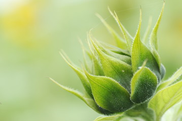 Sonnenblume mal anders
