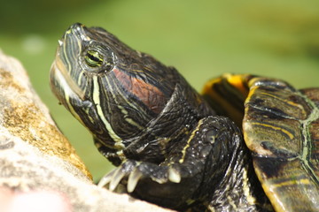 Schildkrötenkopf
