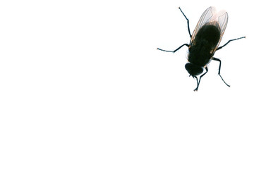 fly on monitor