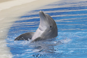 DOLPHIN PLAYING