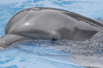 DOPLHIN