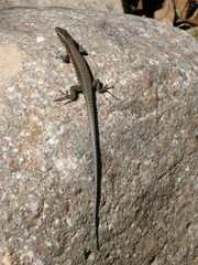 Lizard