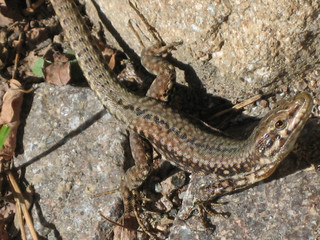 Lizard