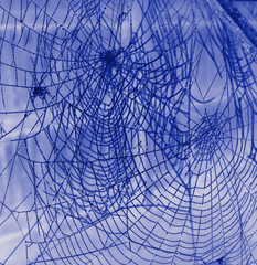 the web