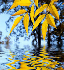 autumn leaves reflected in the water
