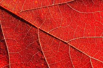 Naklejka na ściany i meble Close-up z czerwonym liściem