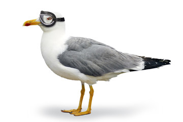 Venturesome seagull