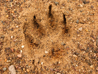 Bear Paw Print